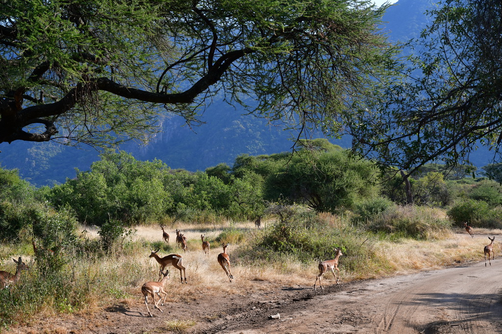 Lake Manyara NP